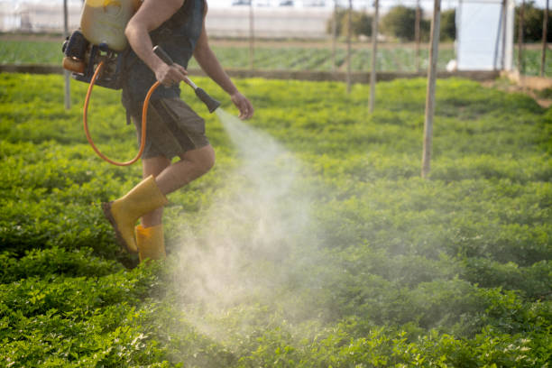 Best Local Pest Control Services  in Saltillo, MS