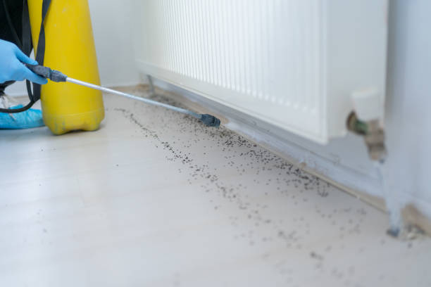 Best Ant Control Services  in Saltillo, MS